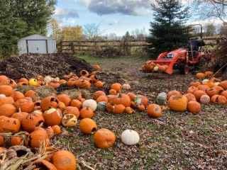 Pumpkins2